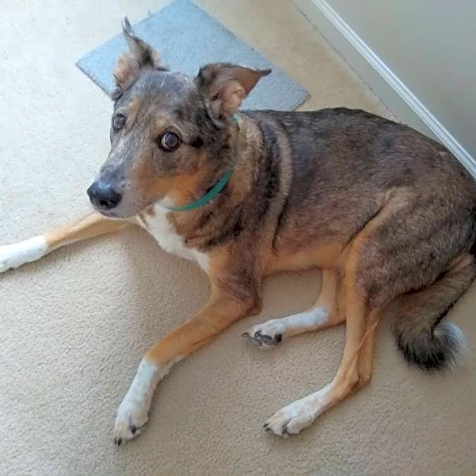 Photo of Alfalfa