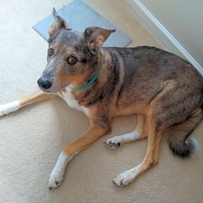 Photo of Alfalfa