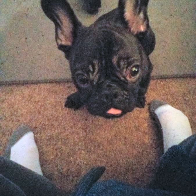 Photo of Bo