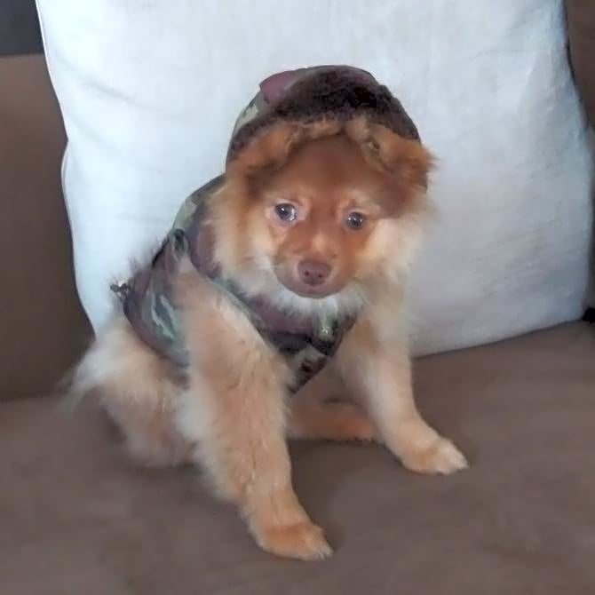 Photo of Caeser