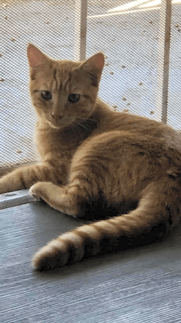Photo of Louie