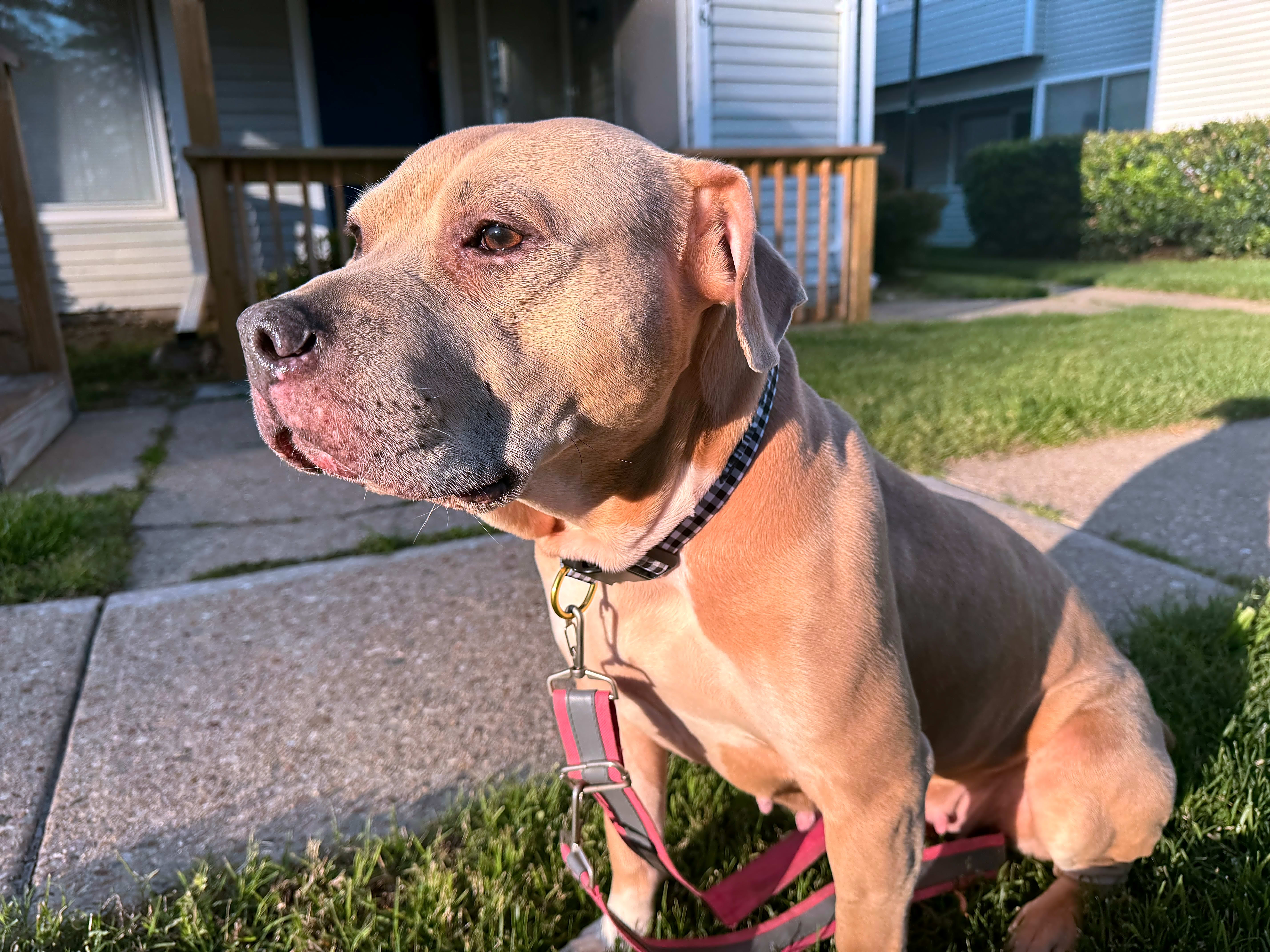 Photo of juliet