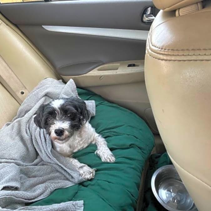 Photo of Tucker