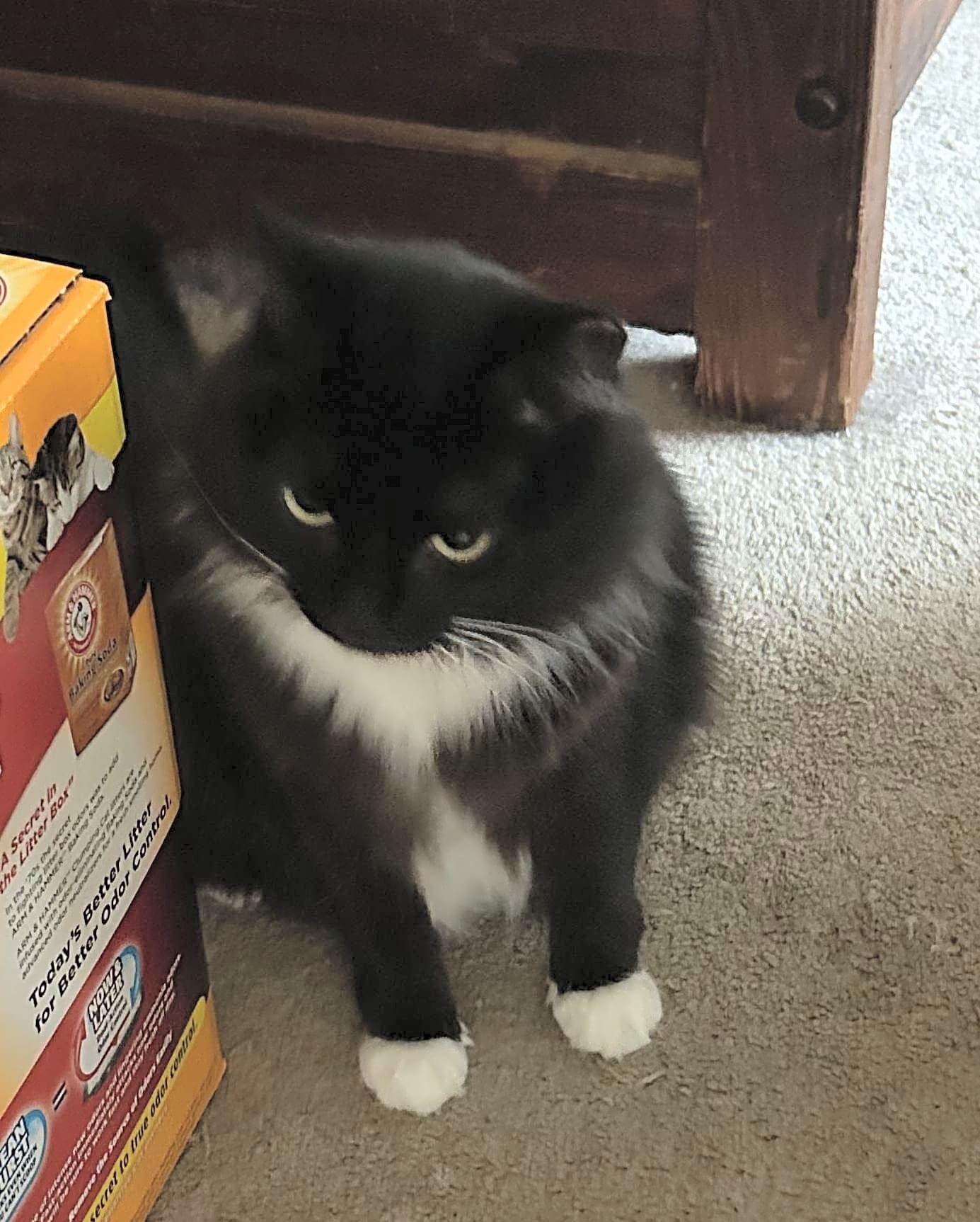 Photo of Sassy