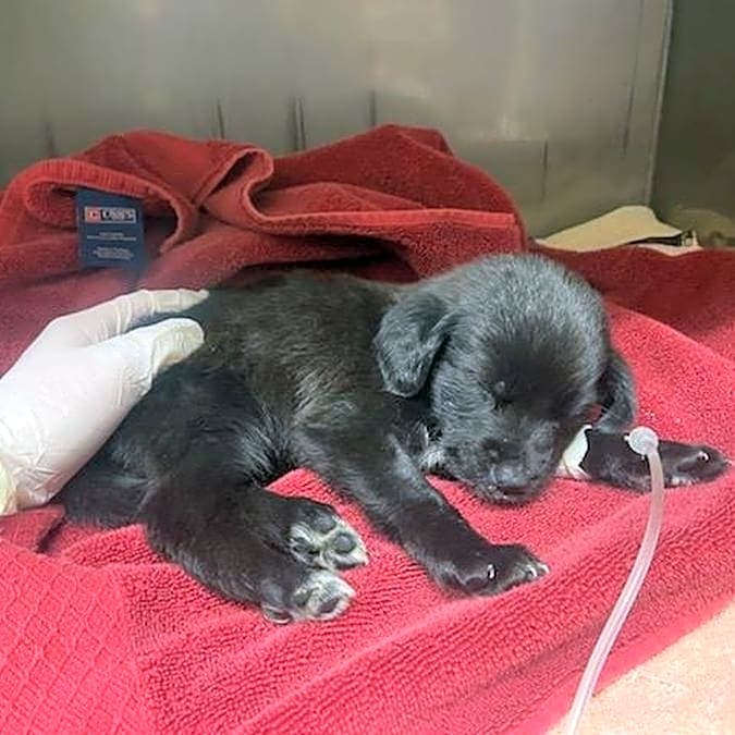 Photo of Puppy Luna
