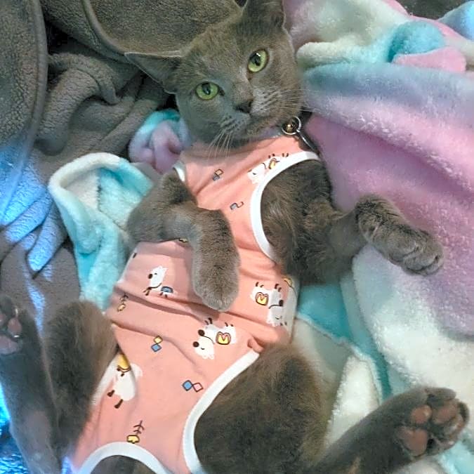 Photo of Mew mew