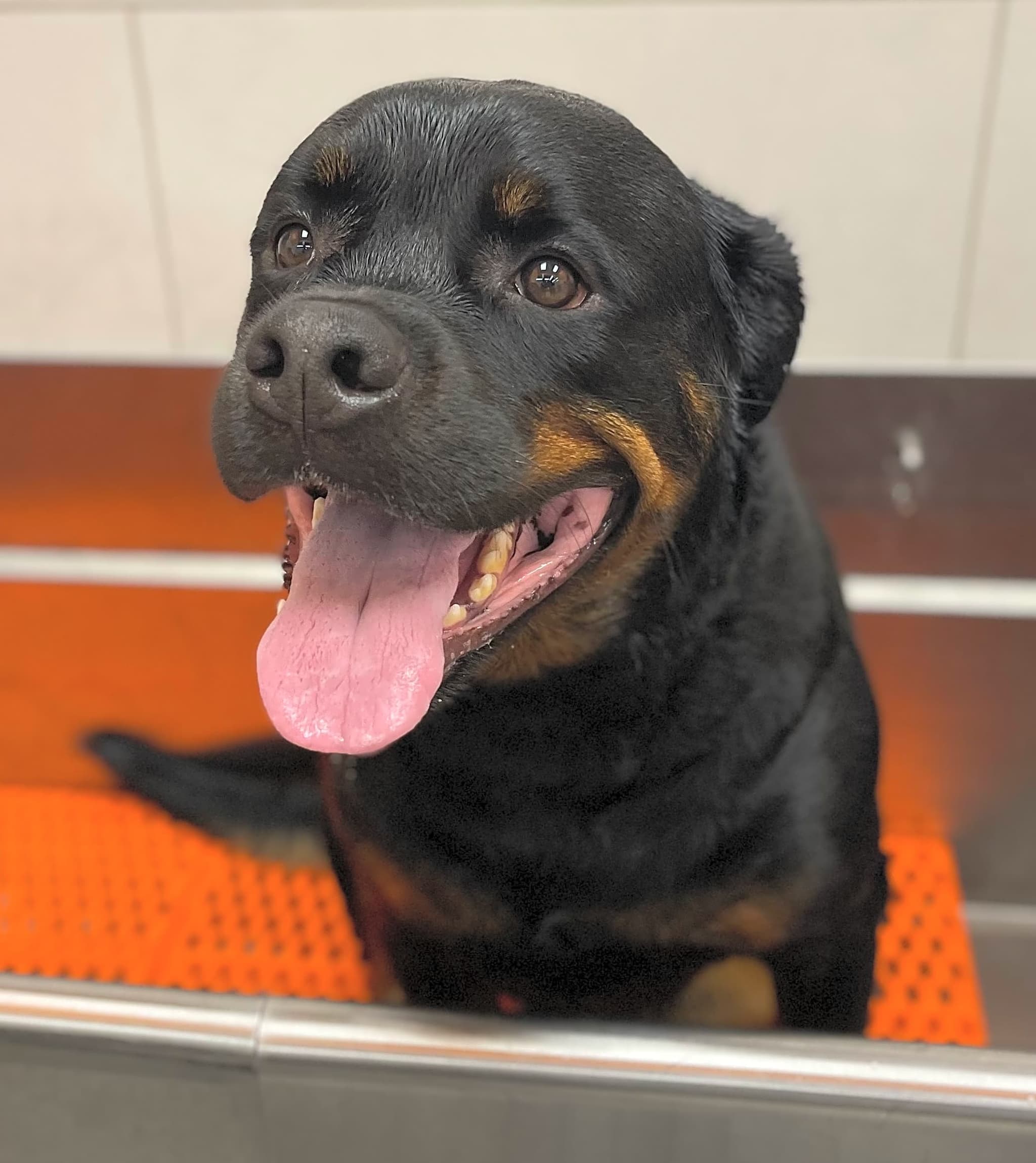 Photo of Loki