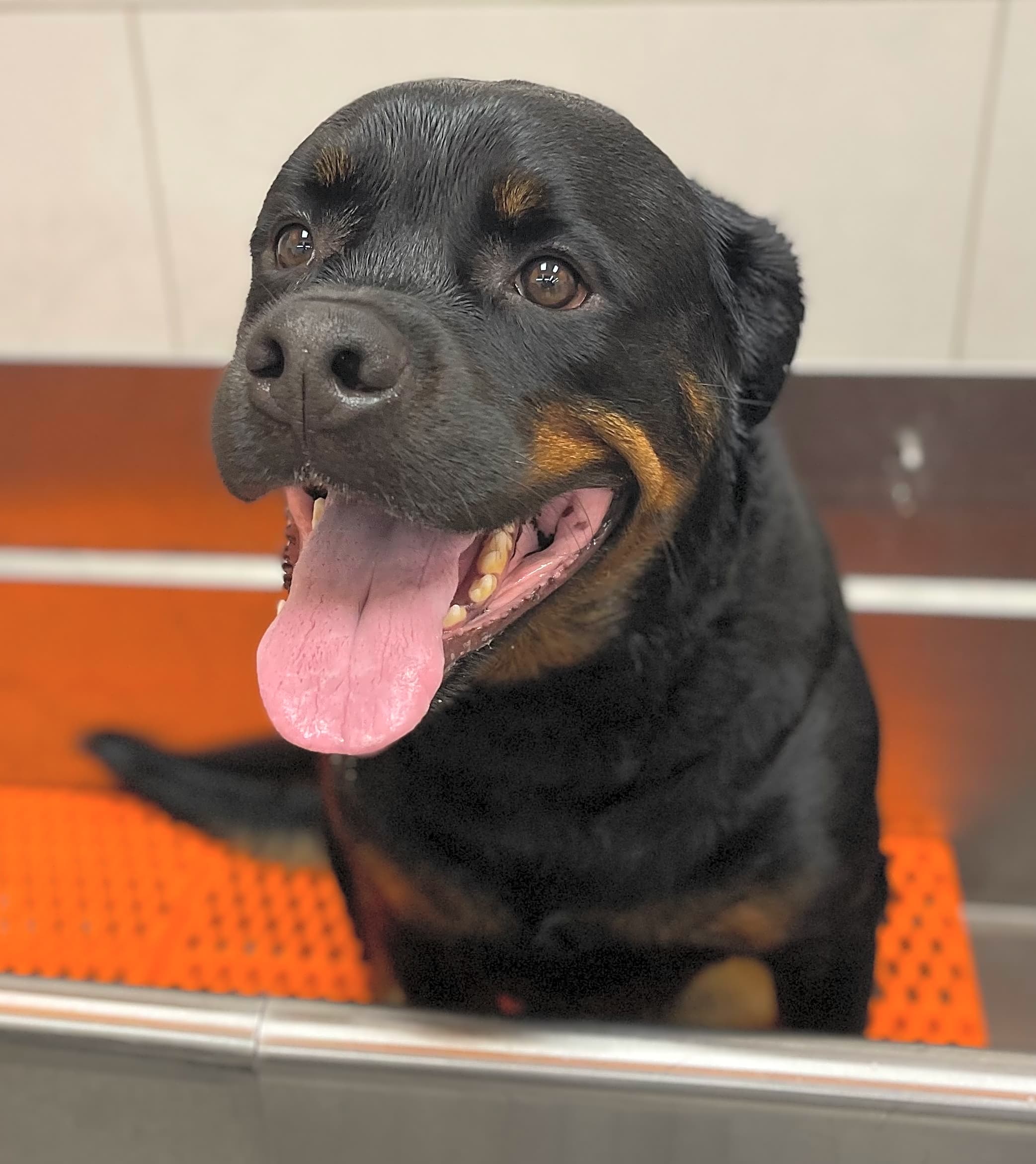 Photo of Loki