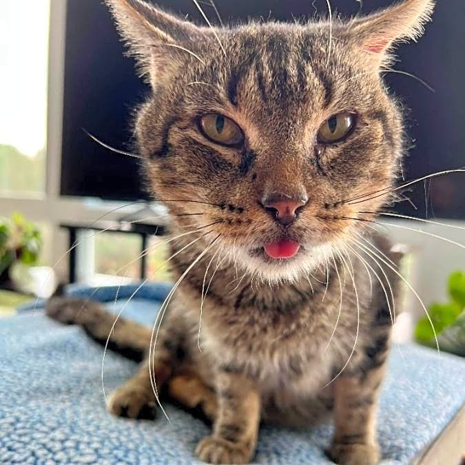 Photo of Oscar