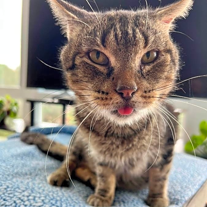 Photo of Oscar