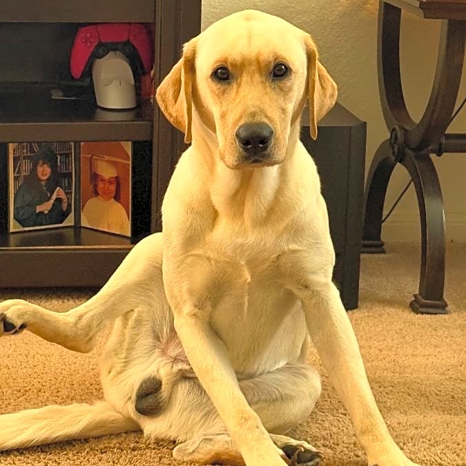 Photo of Rex