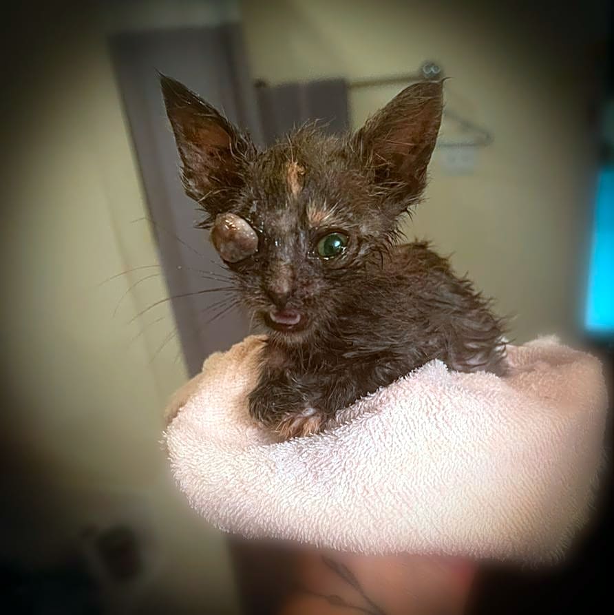 Photo of Leela