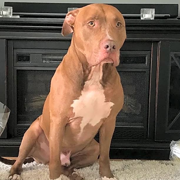 Photo of Scooby