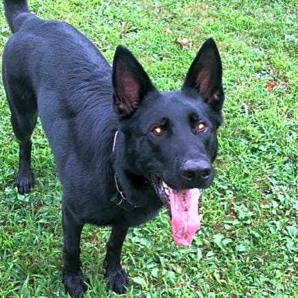 Photo of Odin