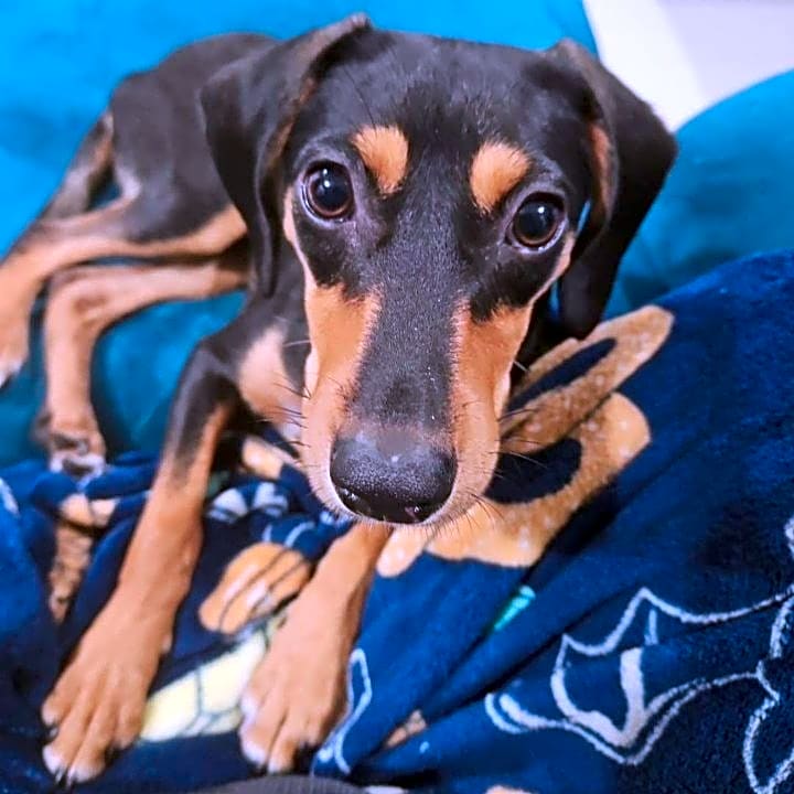 Photo of Bonita