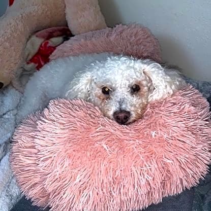 Photo of Lola
