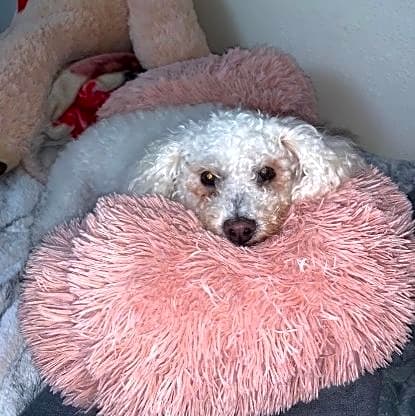 Photo of Lola