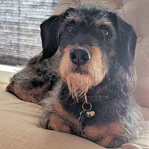 Photo of Finley