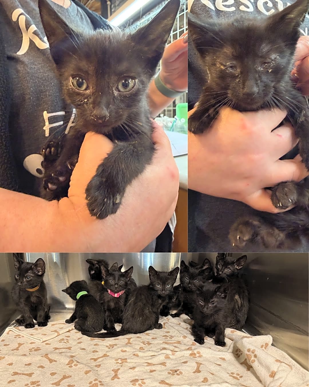Photo of A mom and 12 kittens