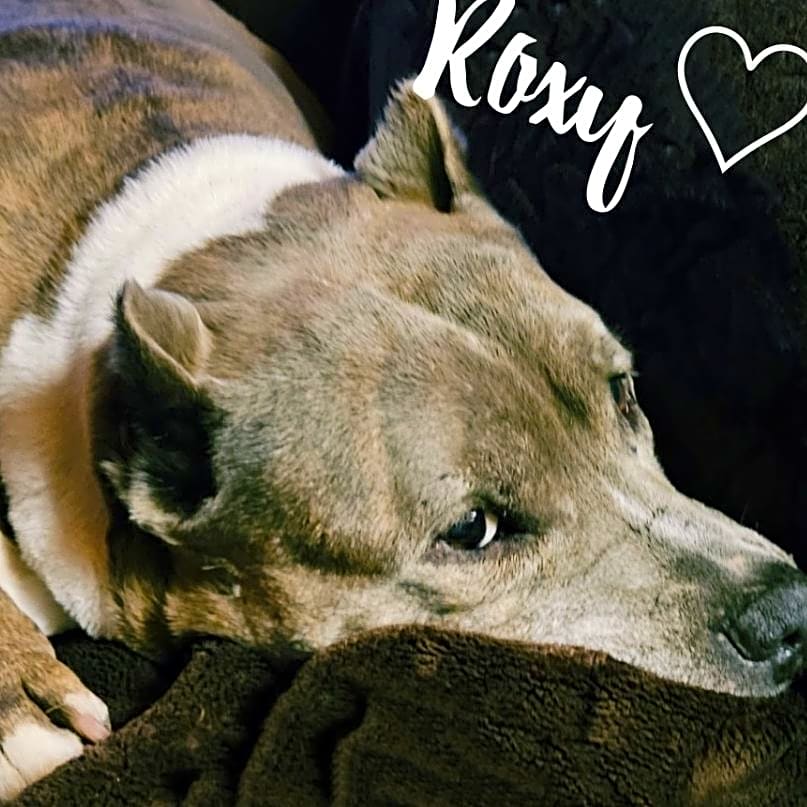 Photo of Roxy
