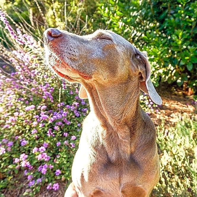 Photo of Daisy