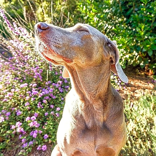 Photo of Daisy