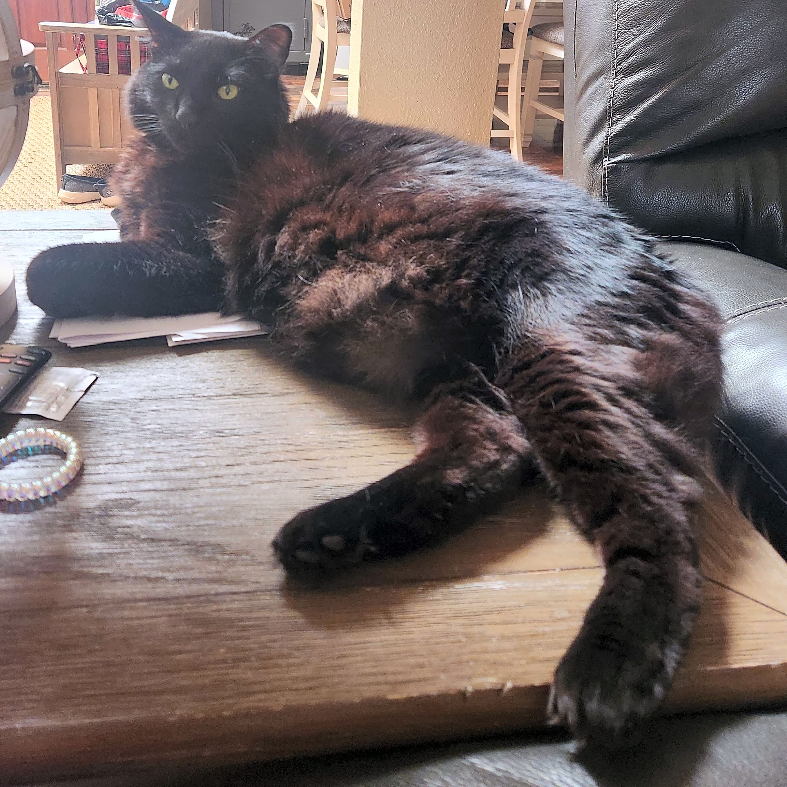 Photo of Bear