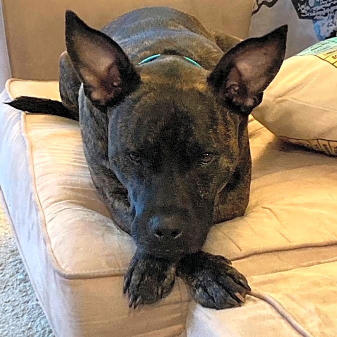 Photo of Goblin