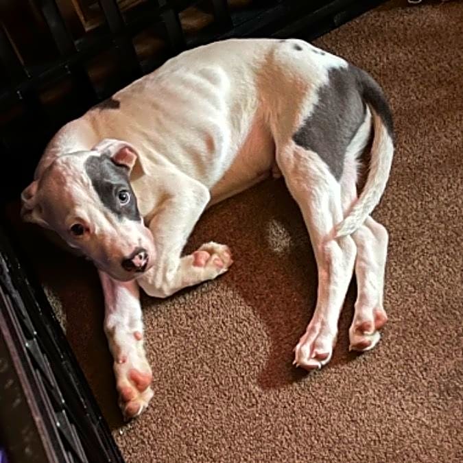 Photo of Bullet