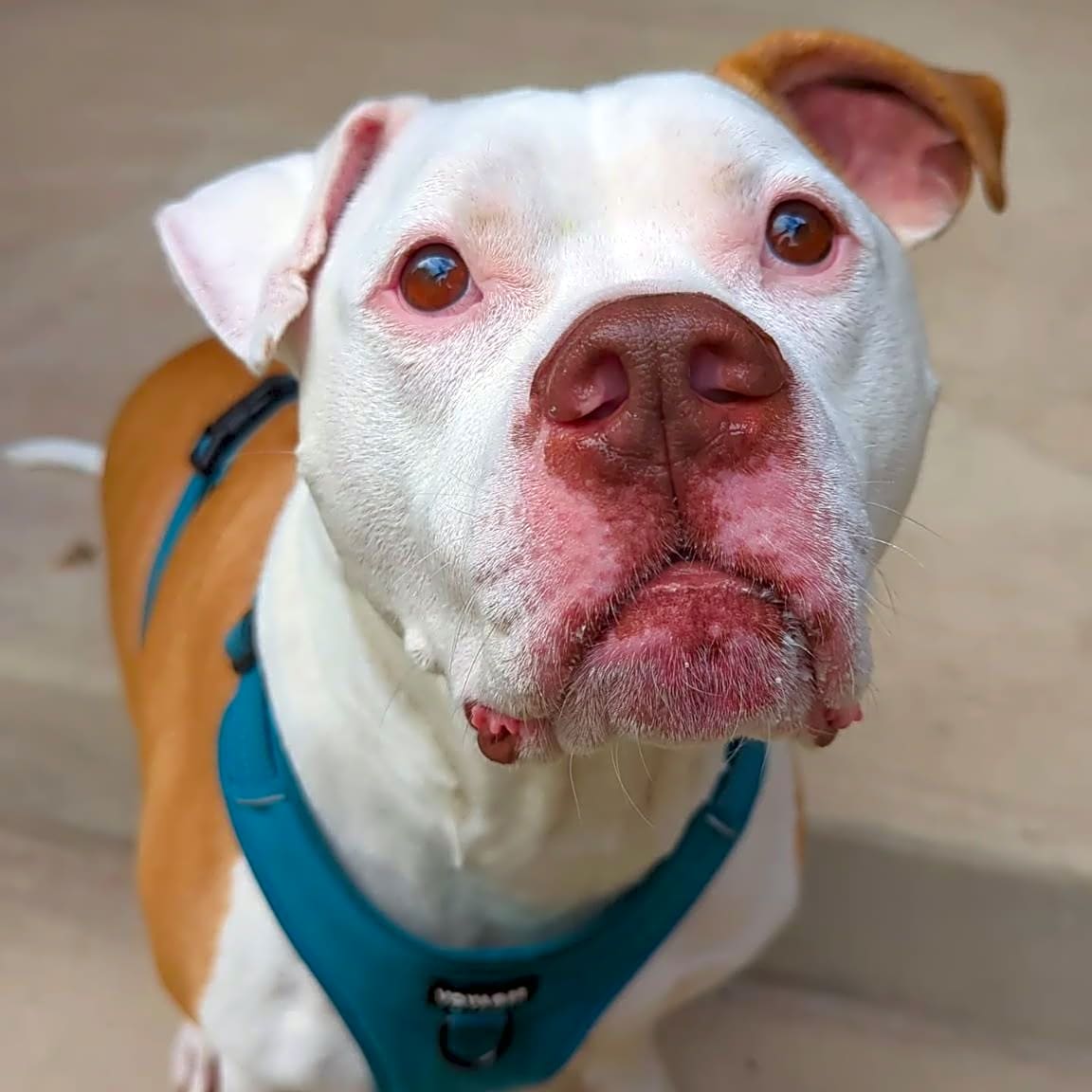 Photo of Chico