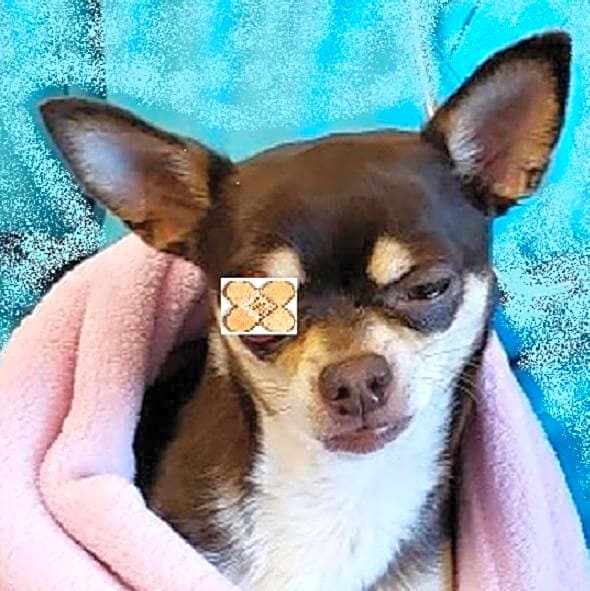 Photo of Tippy