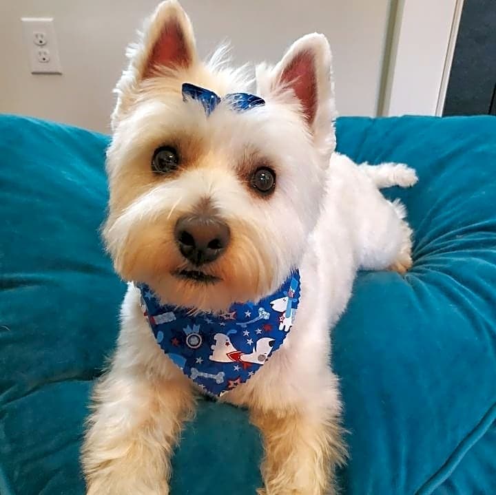 Photo of Flurry