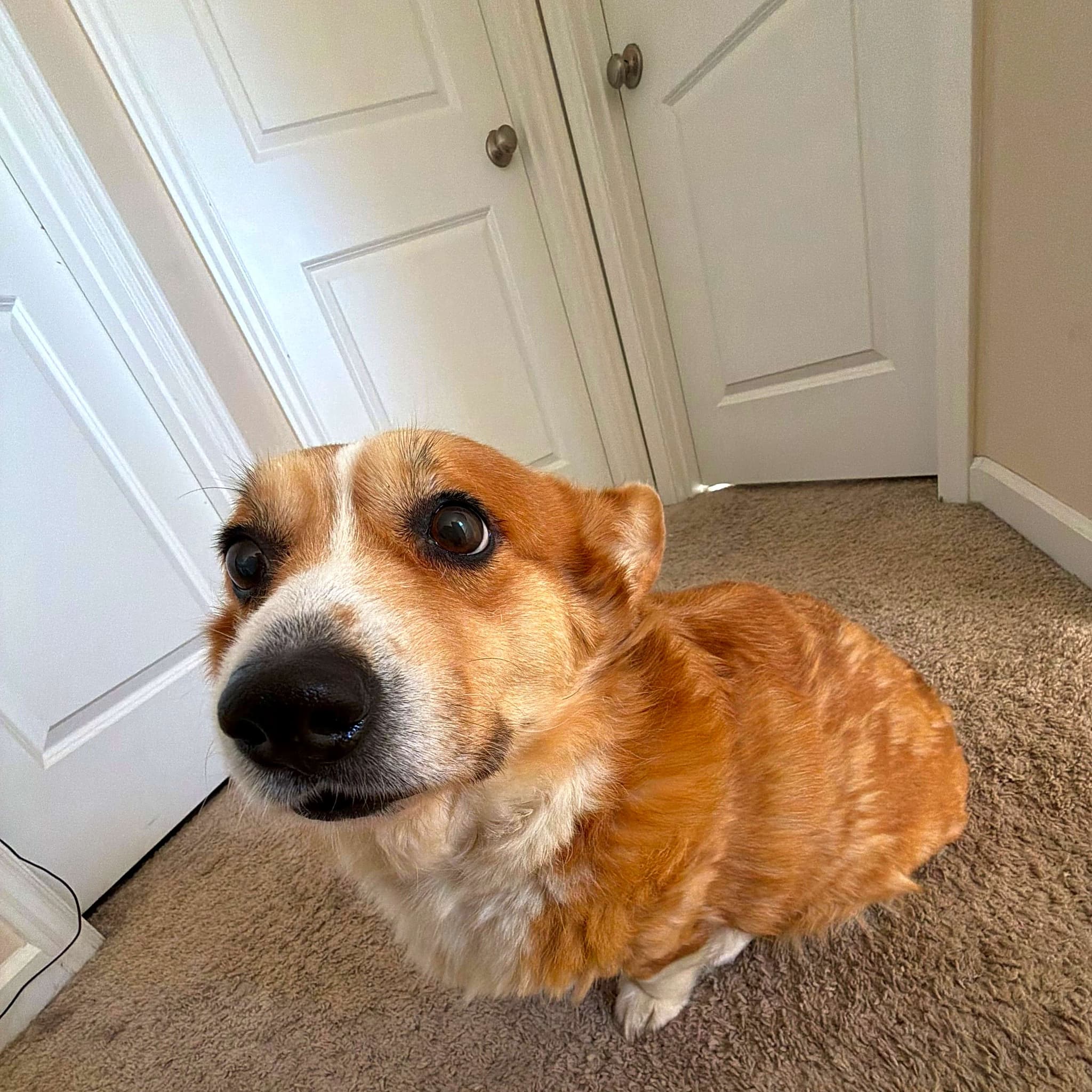 Photo of Pixie