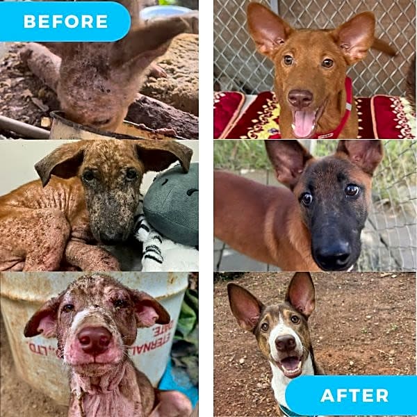 Photo of Mange Puppies