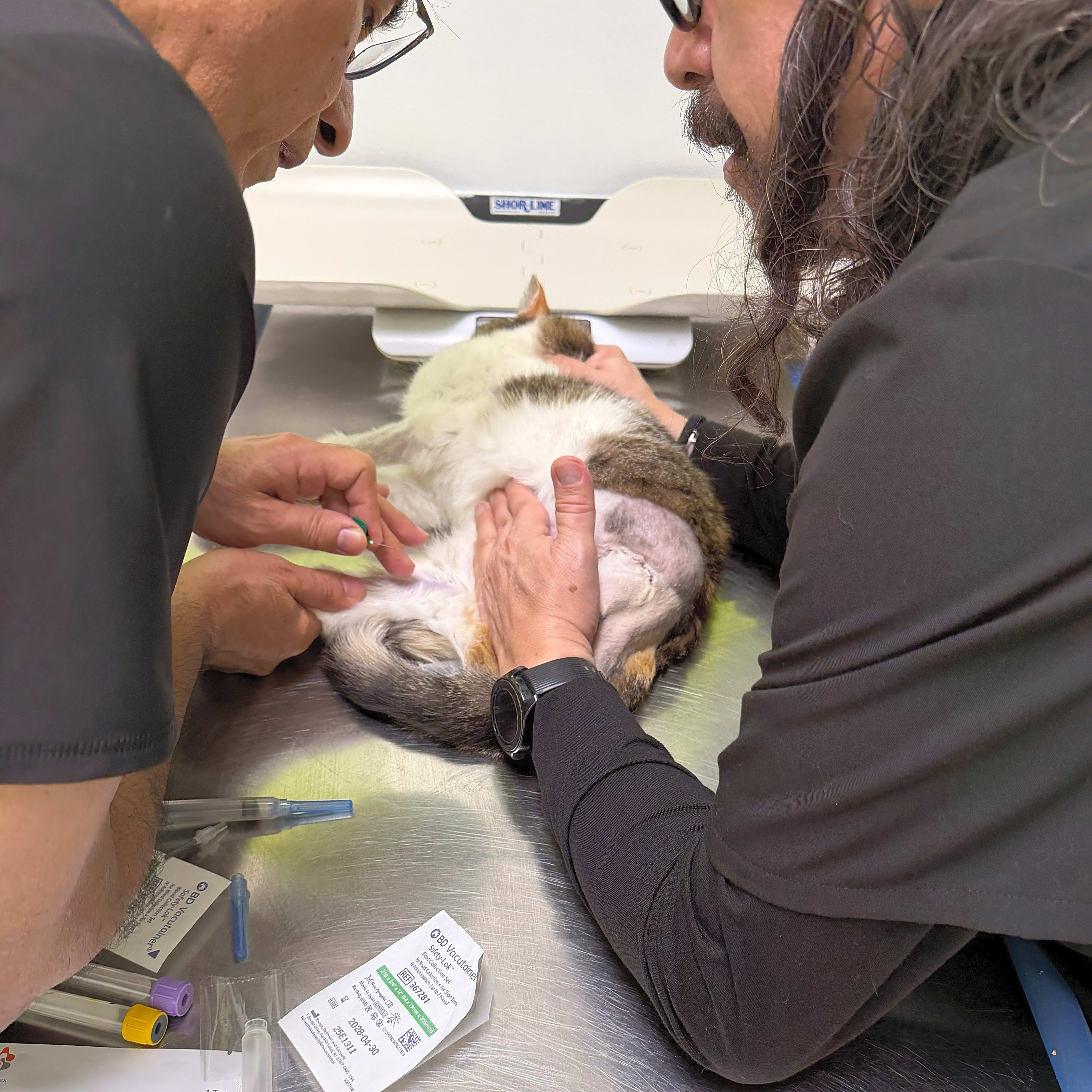 Photo of Panleuk and FIV/FeLV tests