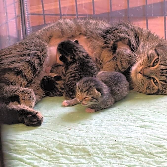 Photo of Ruby & kittens