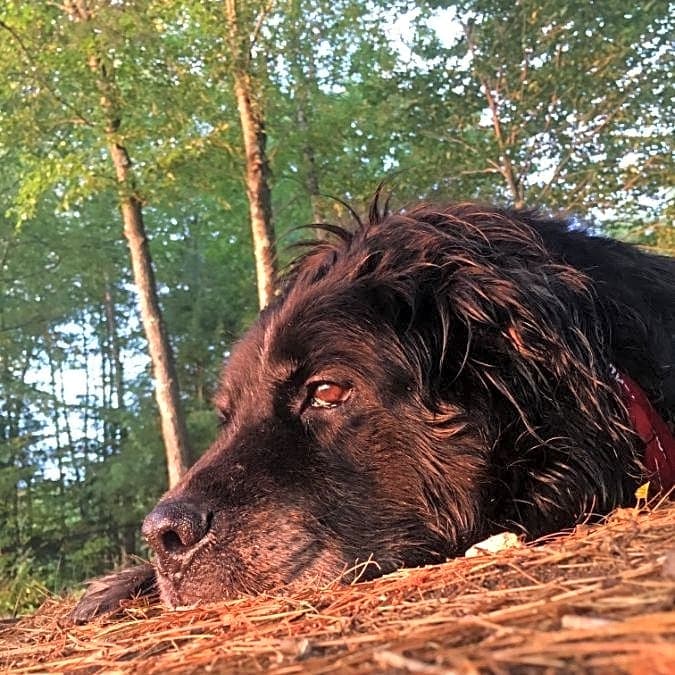 Photo of Bear