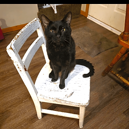 Photo of Nikeo