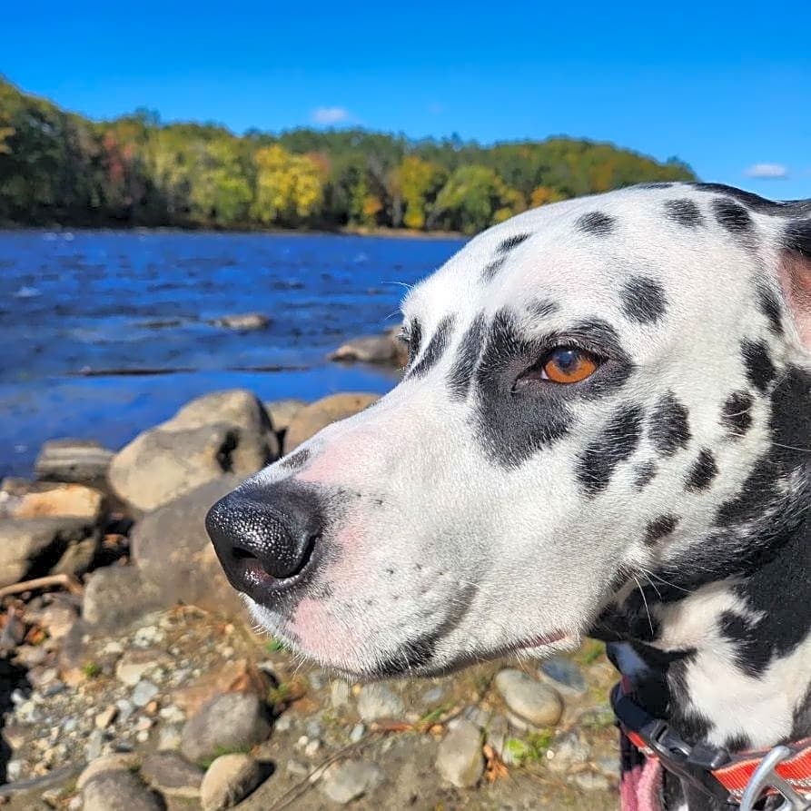 Photo of Dandy