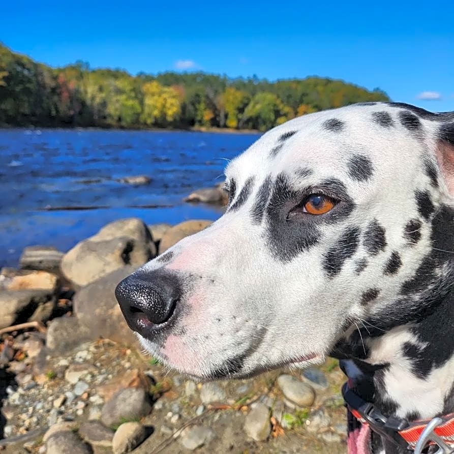 Photo of Dandy