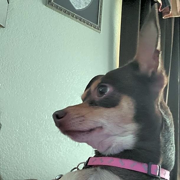 Photo of Gizmo