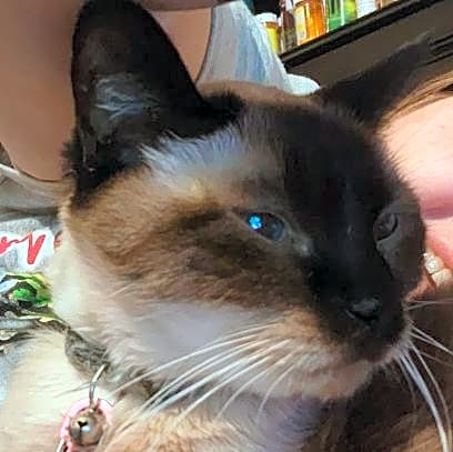 Photo of kitty