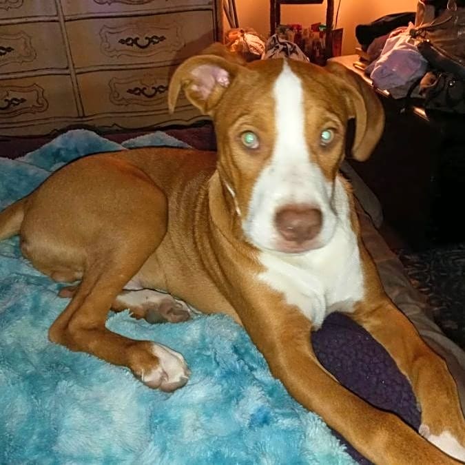 Photo of Bullwinkle