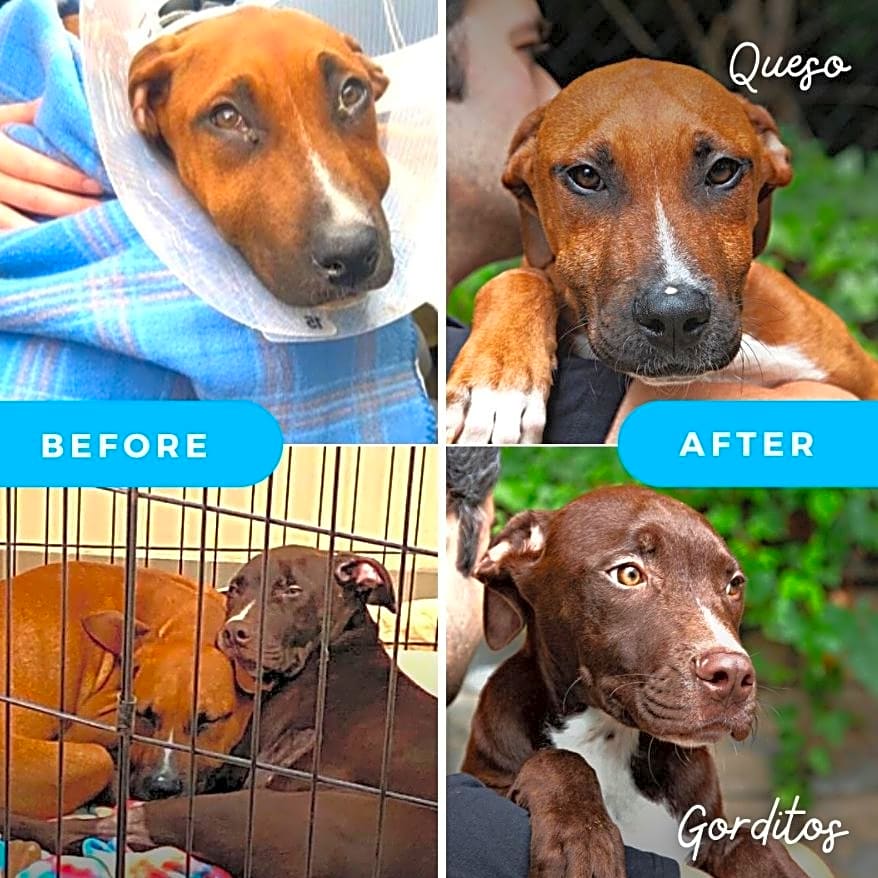 Photo of Queso