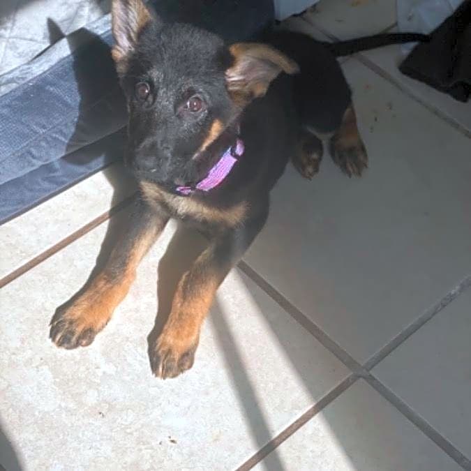 Photo of Layah