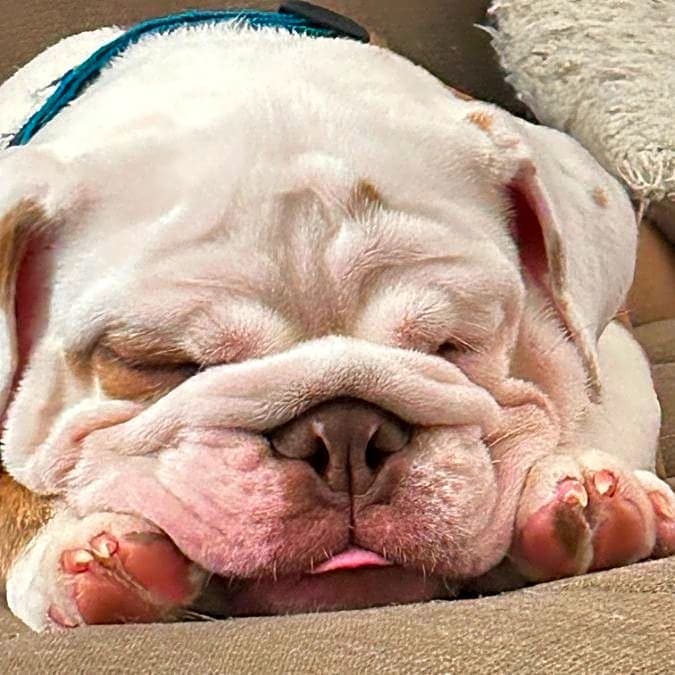 Photo of Hank