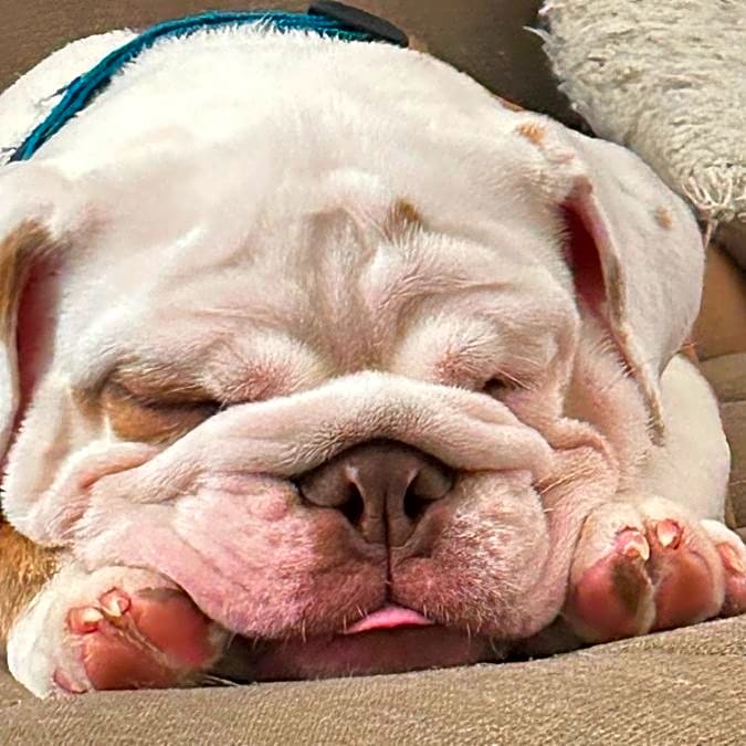 Photo of Hank