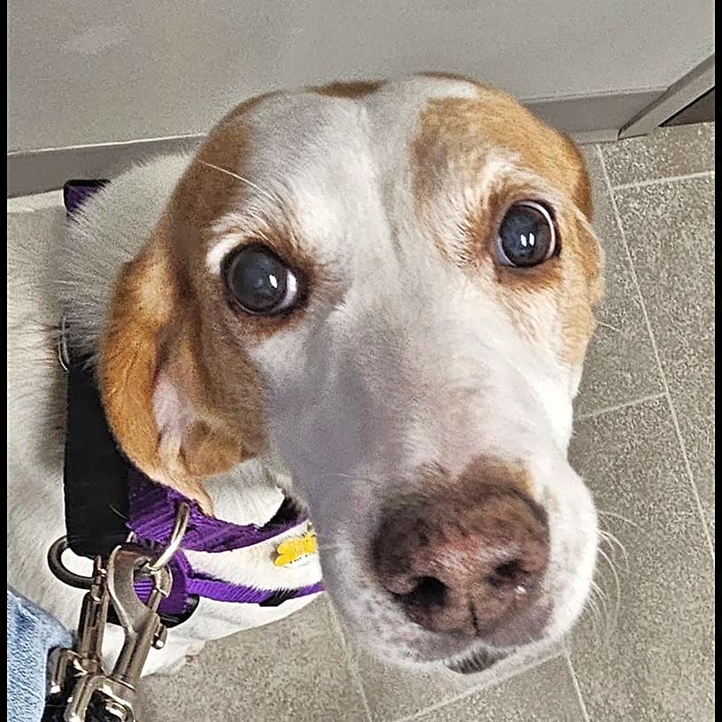 Photo of Penny