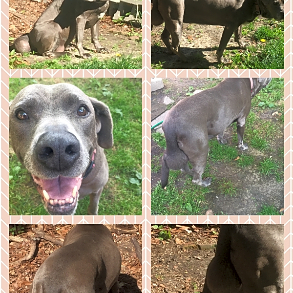 Photo of Sheba