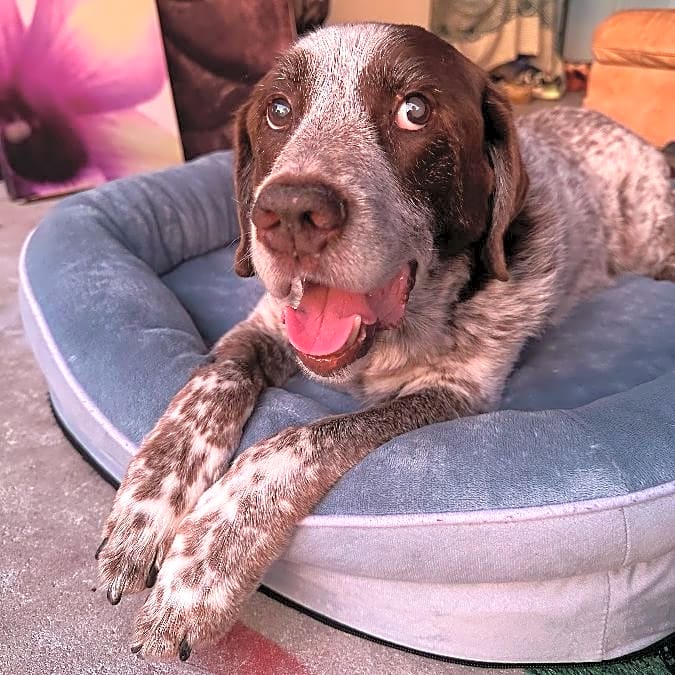 Photo of Yogi